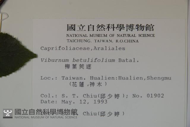 樺葉莢迷、玉山莢迷藏品圖，第2張