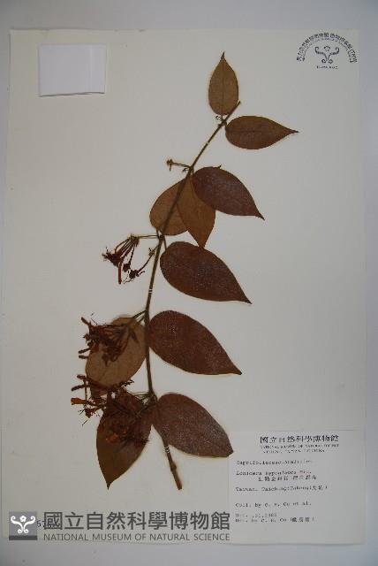 裡白忍冬、紅腺忍冬藏品圖，第1張