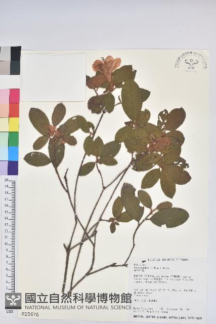 金毛杜鵑藏品圖，第1張