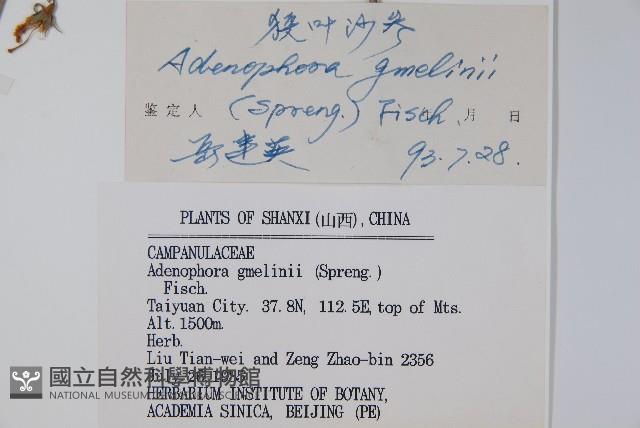 狹葉沙參藏品圖，第2張