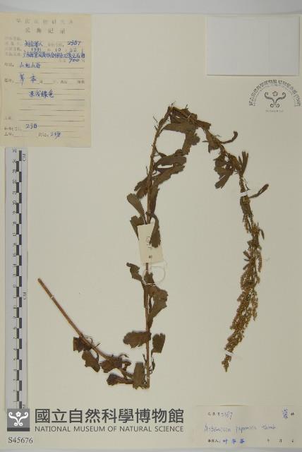 牡蒿藏品圖，第1張