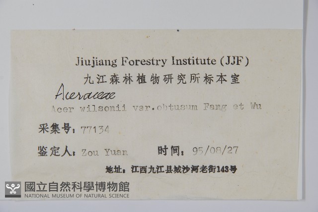 鈍角三峽槭藏品圖，第2張