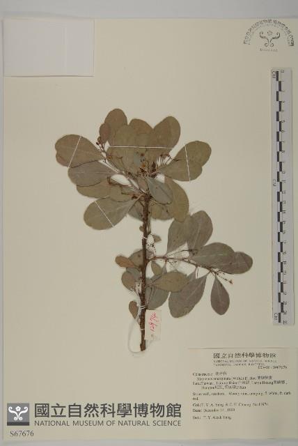 蘭嶼裸實藏品圖，第1張