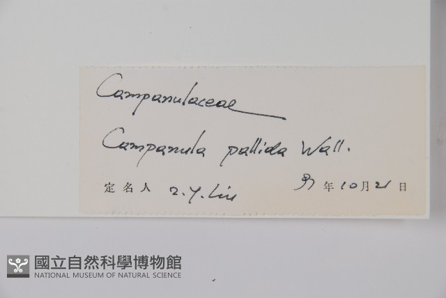 風鈴草藏品圖，第2張