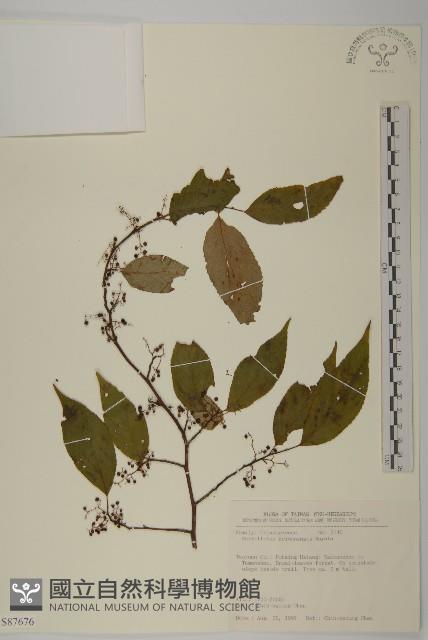 佩羅特木藏品圖，第1張