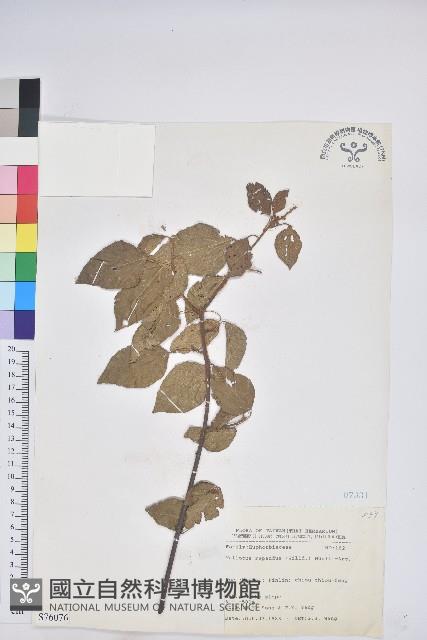 扛香藤藏品圖，第1張