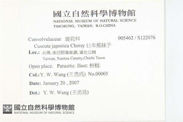 日本菟絲子藏品圖，第2張