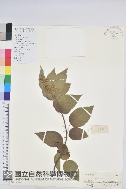 扛香藤藏品圖，第1張