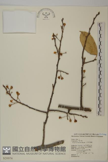 大葉南蛇藤藏品圖，第1張