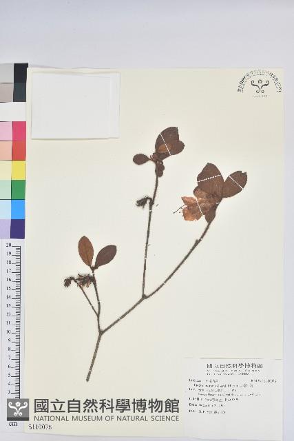 金毛杜鵑藏品圖，第1張