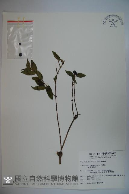 阿里山忍冬、漸尖葉忍冬藏品圖，第1張