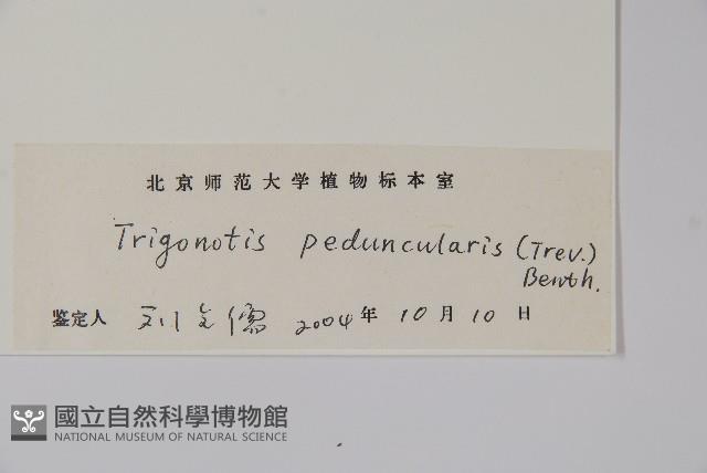 附地菜藏品圖，第2張