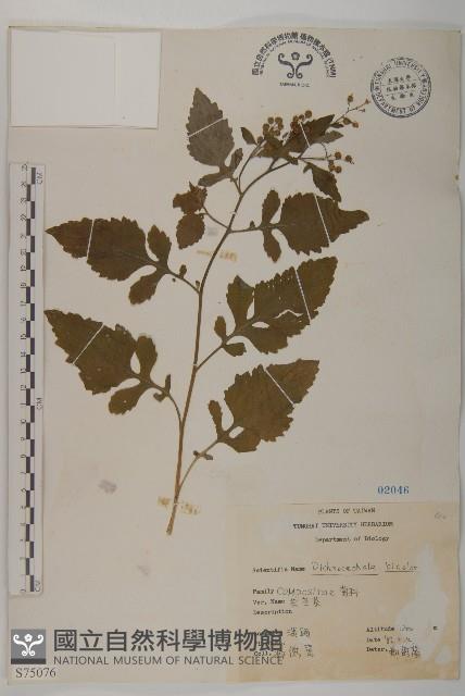 茯苓菜藏品圖，第2張