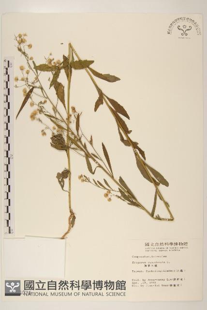 加拿大蓬藏品圖，第1張