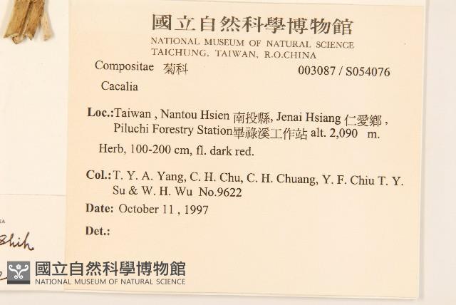 臺灣福王草藏品圖，第2張