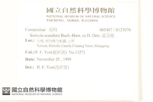 蔓黃菀藏品圖，第2張