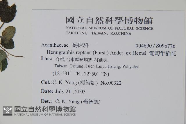 匍匐半插花藏品圖，第2張