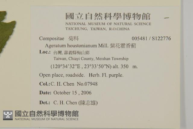 紫花霍香薊藏品圖，第2張