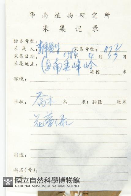 小葉滇越杜英藏品圖，第2張