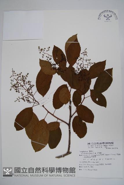 厚殼樹藏品圖，第1張