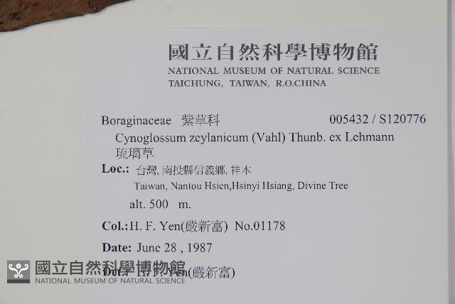 琉璃草藏品圖，第2張