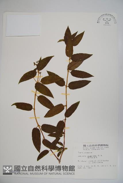 阿里山忍冬、漸尖葉忍冬藏品圖，第1張