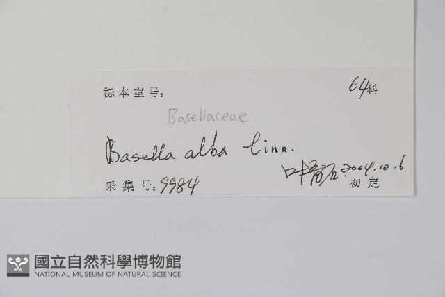 落葵藏品圖，第2張
