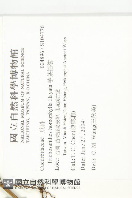 芋葉括樓藏品圖，第2張