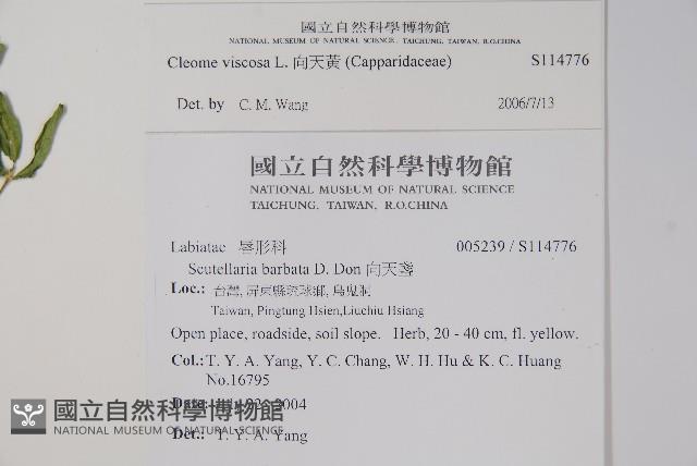 向天黃藏品圖，第2張