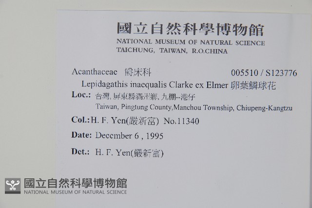卵葉鱗球花藏品圖，第2張
