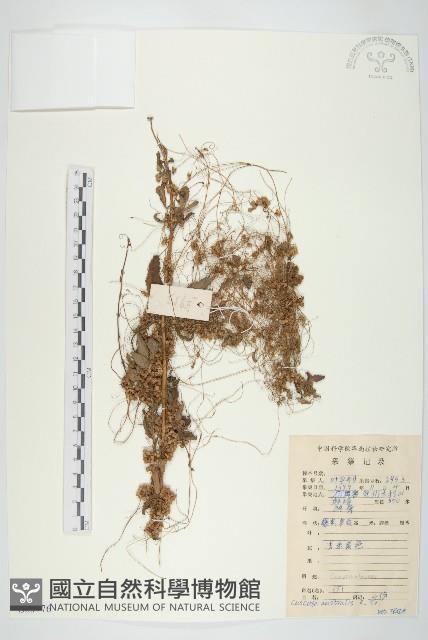 菟絲子藏品圖，第1張