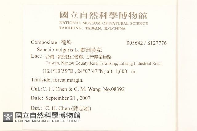 歐洲黃菀藏品圖，第2張