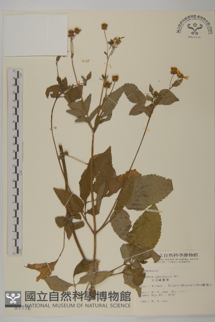 大花咸豐草藏品圖，第1張