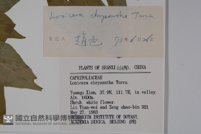 金花忍冬藏品圖，第2張