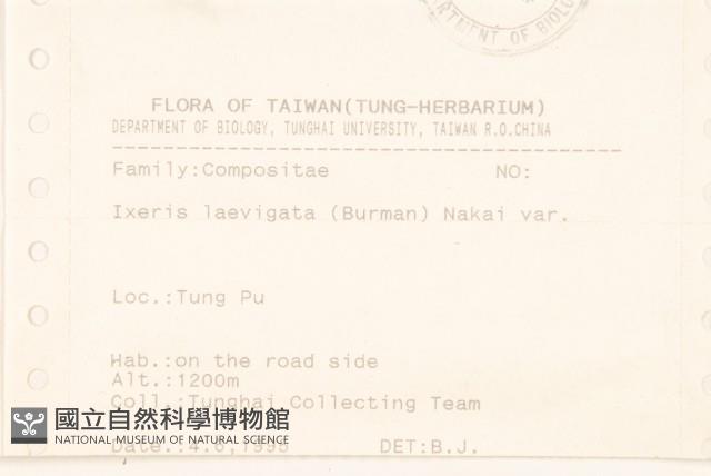 平滑苦賈菜藏品圖，第2張