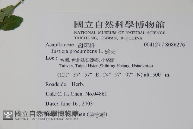 爵床藏品圖，第2張
