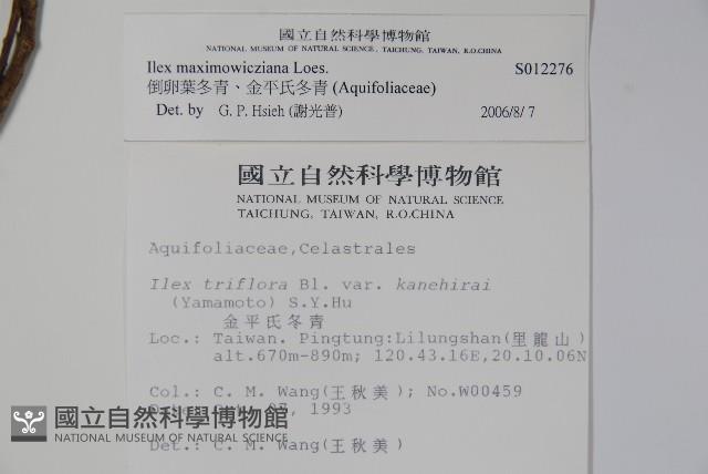 倒卵葉冬青、金平氏冬青藏品圖，第2張