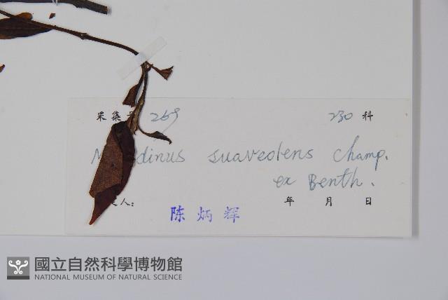 山橙藏品圖，第2張