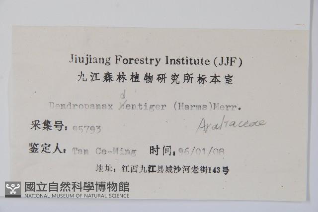 臺灣樹參藏品圖，第2張
