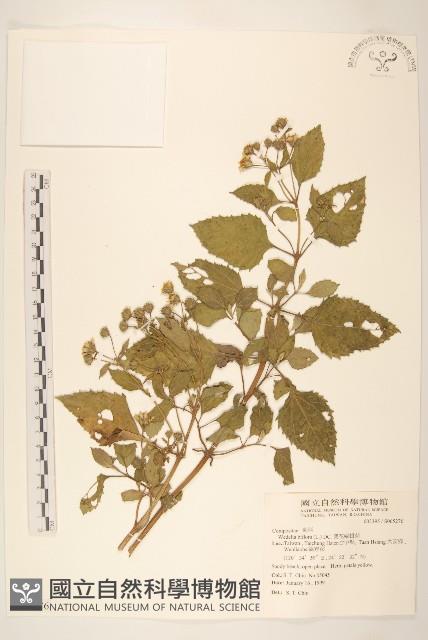 雙花蟛蜞菊藏品圖，第1張