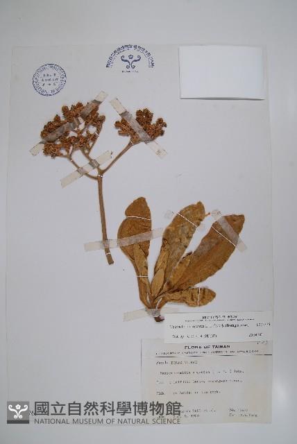 白水木藏品圖，第1張