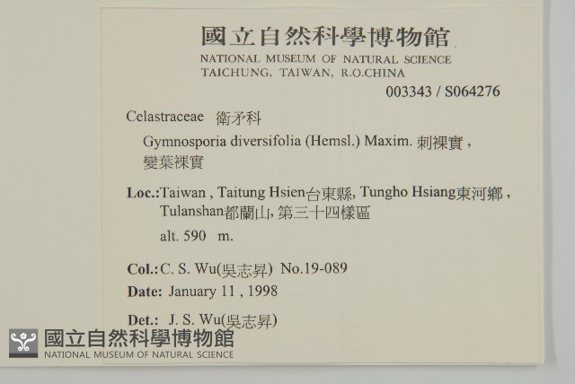 刺裸實、變葉裸實藏品圖，第2張