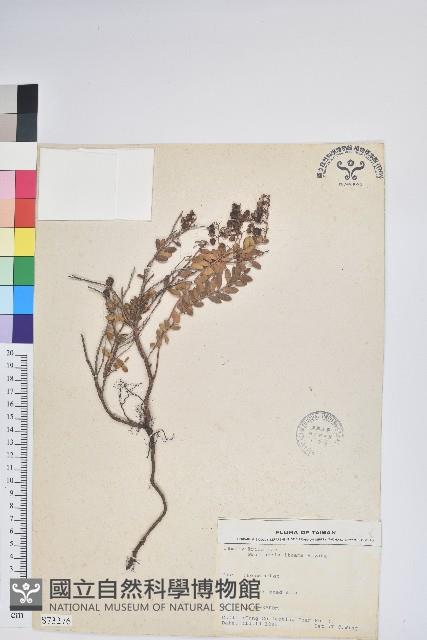 高山白珠樹藏品圖，第1張