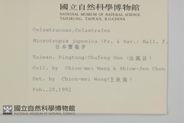 日本賽衛矛、日本假衛矛藏品圖，第2張