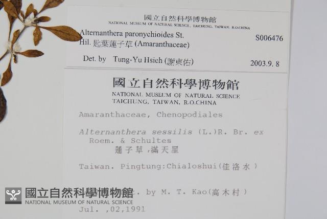 匙葉蓮子草藏品圖，第2張