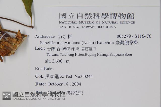 臺灣鵝掌柴藏品圖，第2張