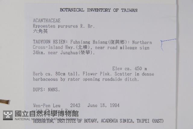 九頭獅子草藏品圖，第2張