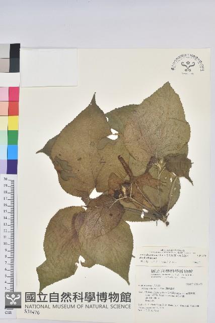 蘭嶼鐵莧、綠島鐵莧藏品圖，第1張