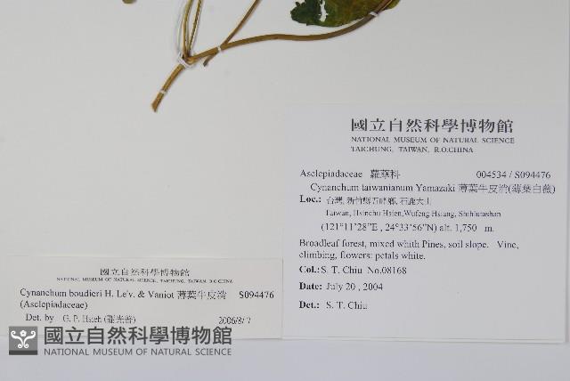 薄葉牛皮消藏品圖，第2張