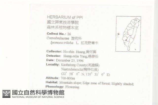 紅花野牽牛藏品圖，第2張